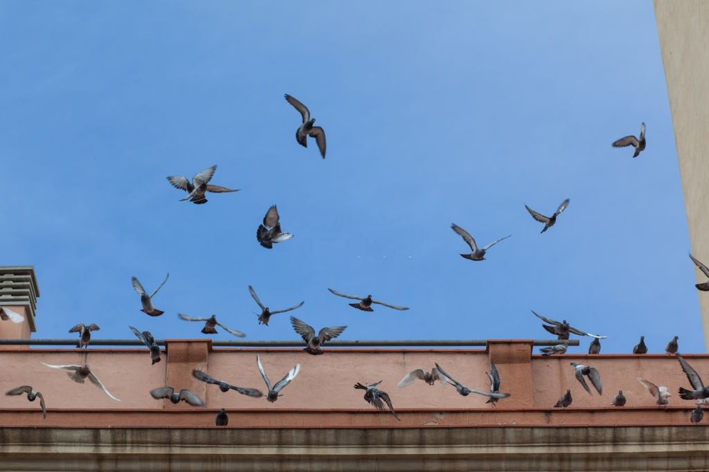 Pigeon Pest, Pest Control in Bromley-by-Bow, Bow, E3. Call Now 020 8166 9746