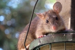 Rat Control, Pest Control in Bromley-by-Bow, Bow, E3. Call Now 020 8166 9746