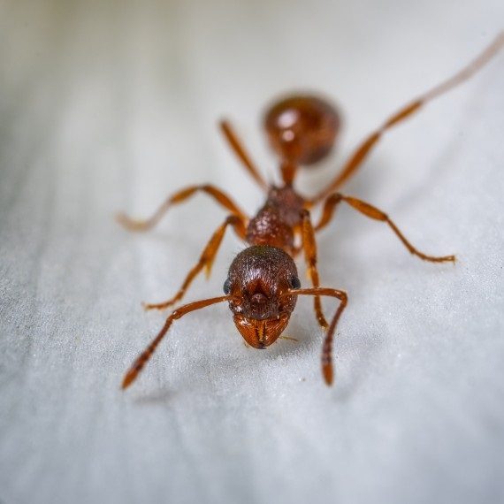 Field Ants, Pest Control in Bromley-by-Bow, Bow, E3. Call Now! 020 8166 9746