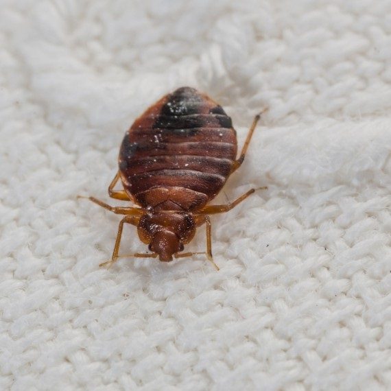Bed Bugs, Pest Control in Bromley-by-Bow, Bow, E3. Call Now! 020 8166 9746