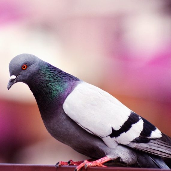 Birds, Pest Control in Bromley-by-Bow, Bow, E3. Call Now! 020 8166 9746