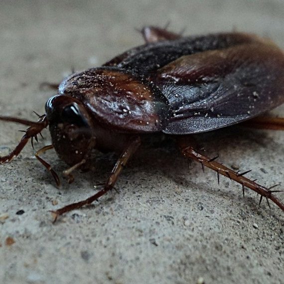 Cockroaches, Pest Control in Bromley-by-Bow, Bow, E3. Call Now! 020 8166 9746