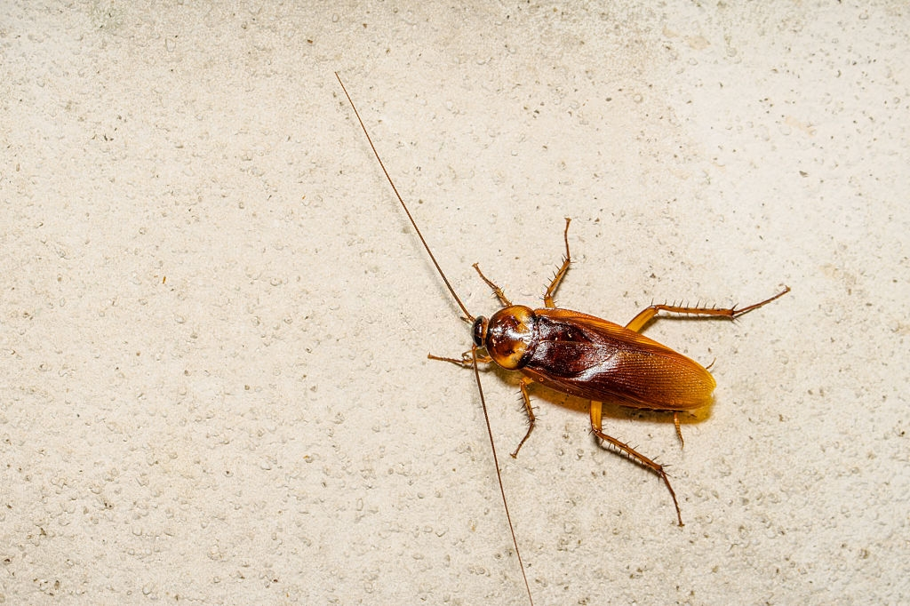 Cockroach Control, Pest Control in Bromley-by-Bow, Bow, E3. Call Now 020 8166 9746