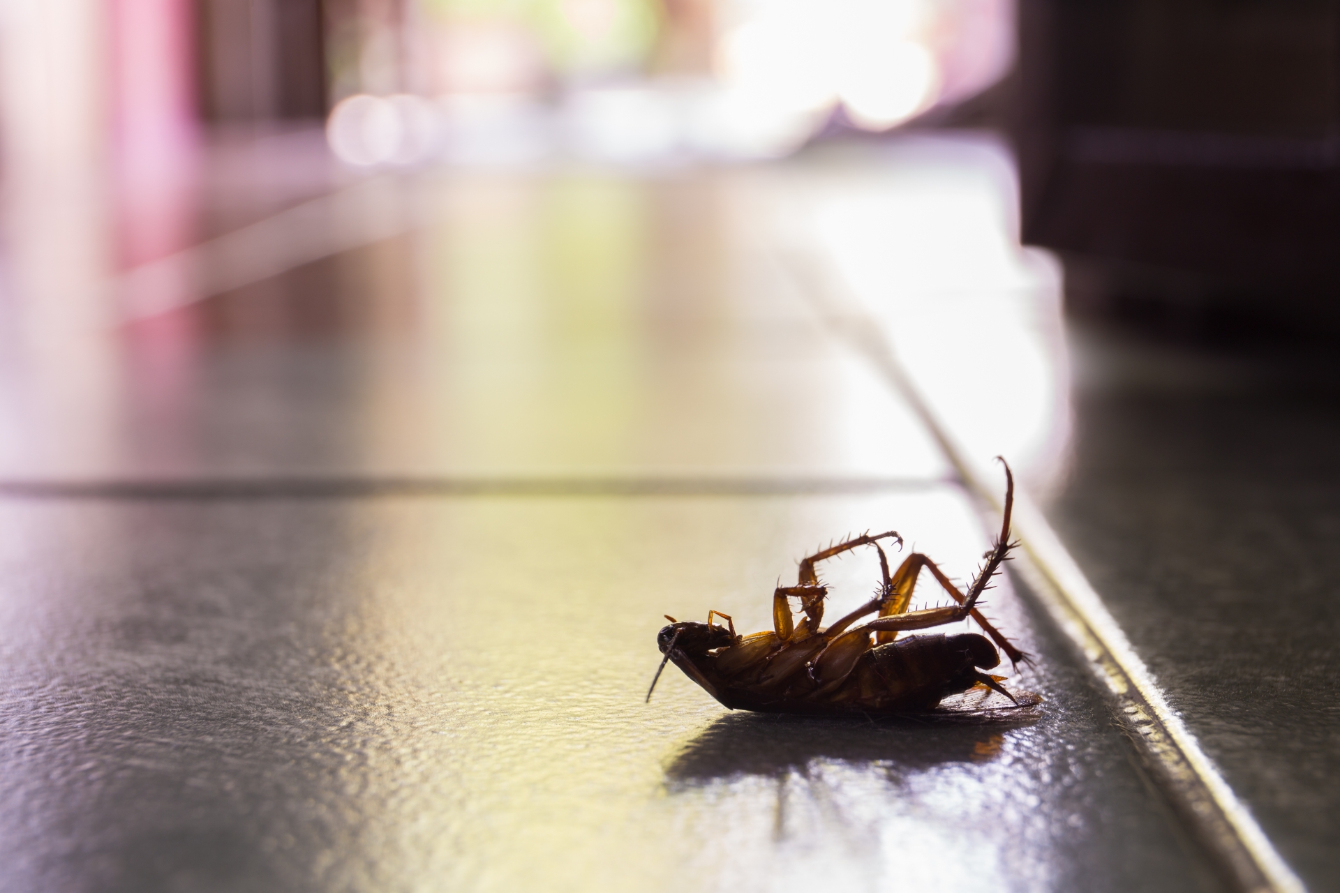 Cockroach Control, Pest Control in Bromley-by-Bow, Bow, E3. Call Now 020 8166 9746