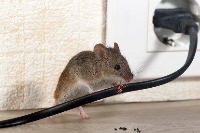 Pest Control in Bromley-by-Bow, Bow, E3. Call Now! 020 8166 9746