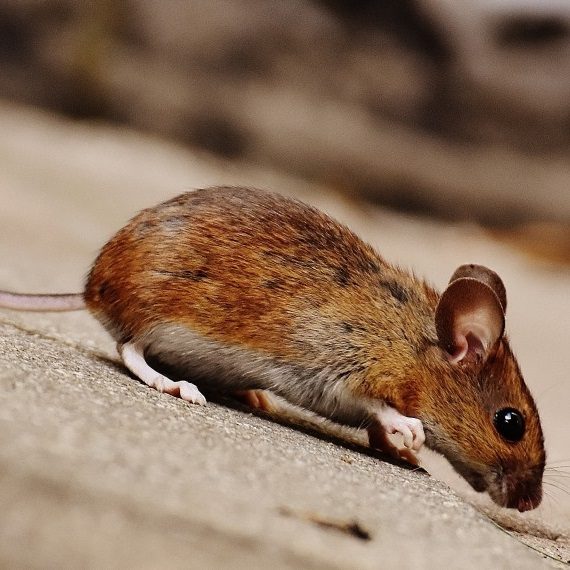 Mice, Pest Control in Bromley-by-Bow, Bow, E3. Call Now! 020 8166 9746