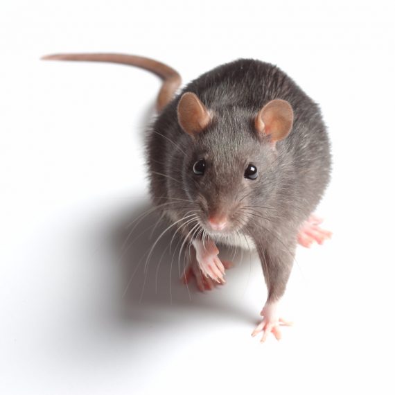 Rats, Pest Control in Bromley-by-Bow, Bow, E3. Call Now! 020 8166 9746
