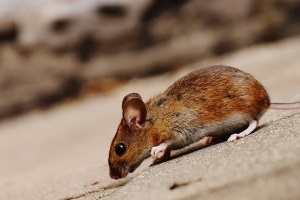Mouse extermination, Pest Control in Bromley-by-Bow, Bow, E3. Call Now 020 8166 9746