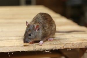 Rodent Control, Pest Control in Bromley-by-Bow, Bow, E3. Call Now 020 8166 9746