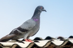 Pigeon Pest, Pest Control in Bromley-by-Bow, Bow, E3. Call Now 020 8166 9746