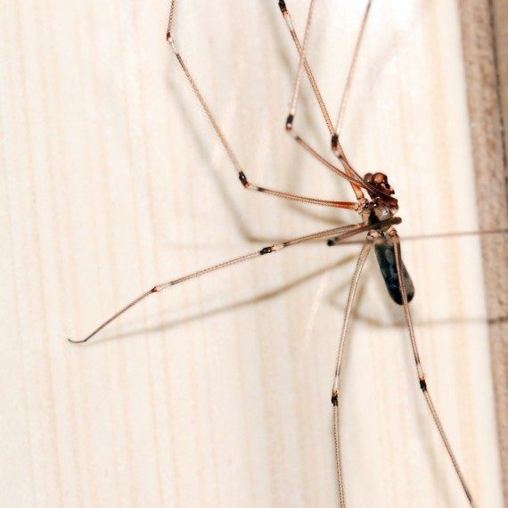 Spiders, Pest Control in Bromley-by-Bow, Bow, E3. Call Now! 020 8166 9746