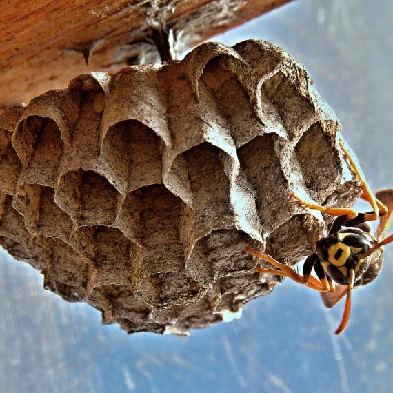 Wasps Nest, Pest Control in Bromley-by-Bow, Bow, E3. Call Now! 020 8166 9746